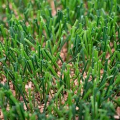 Granulat korkowy do sztucznej trawy